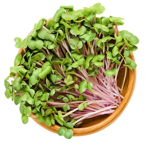 MICRO RADISH DAIKON - 30 GR - A&S Microgreens