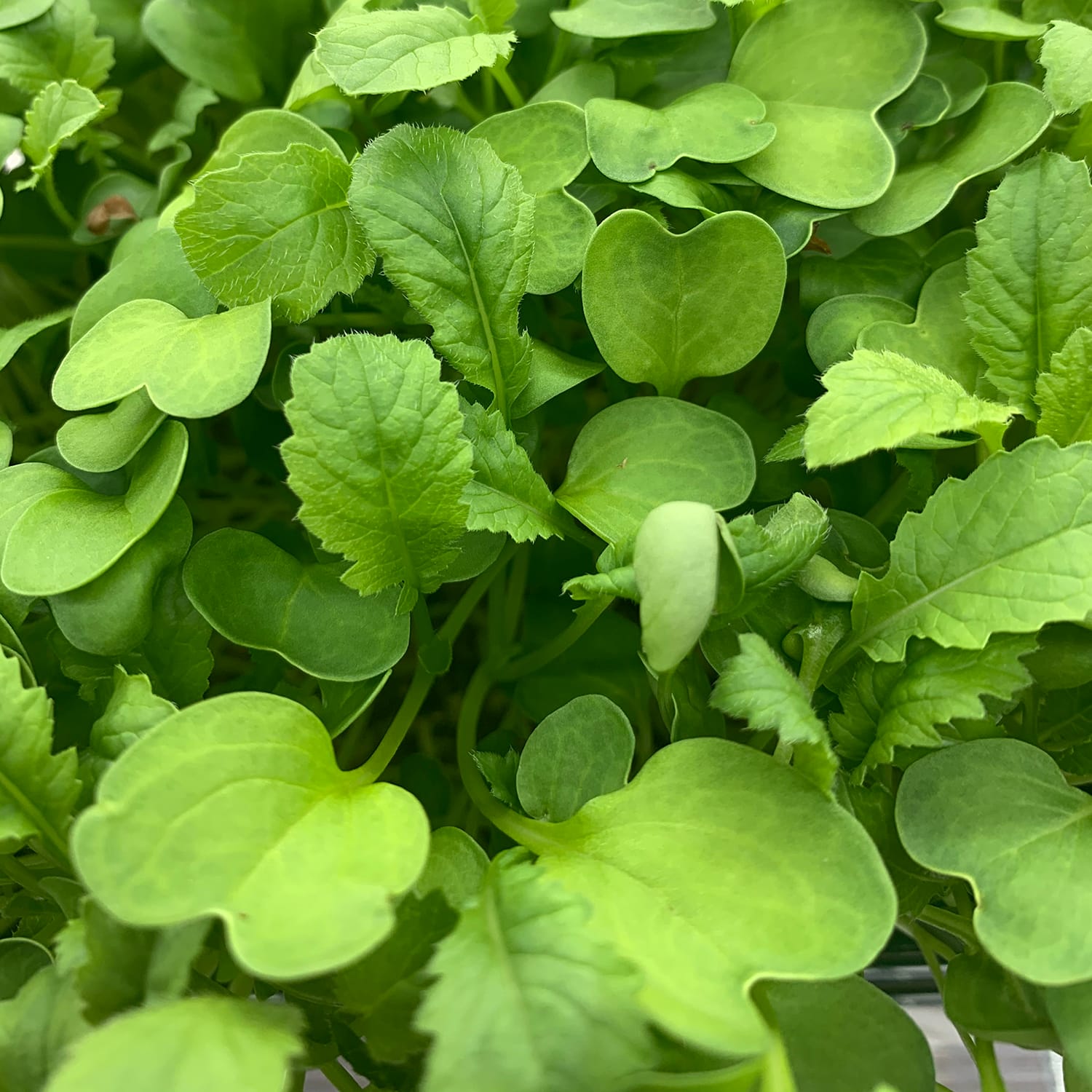 MICRO RADISH KAIWARE - A&S Microgreens