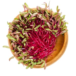 Red beetroot sprouts in wooden bowl