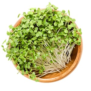 Mustard microgreen in wooden bowl over white