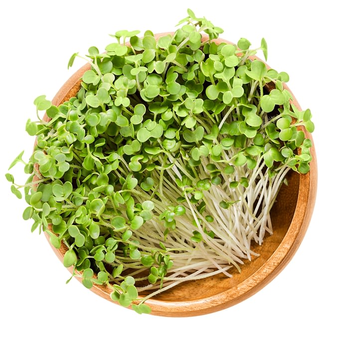 MICRO MUSTARD WASABI - A&S Microgreens