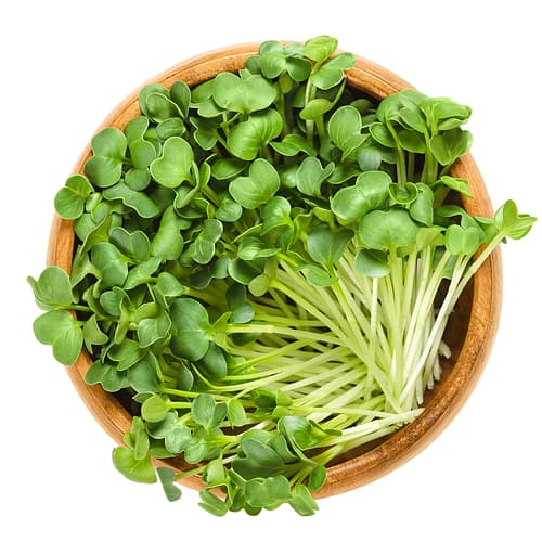 MICRO RADISH RUBY STEM - 100 GR - A&S Microgreens