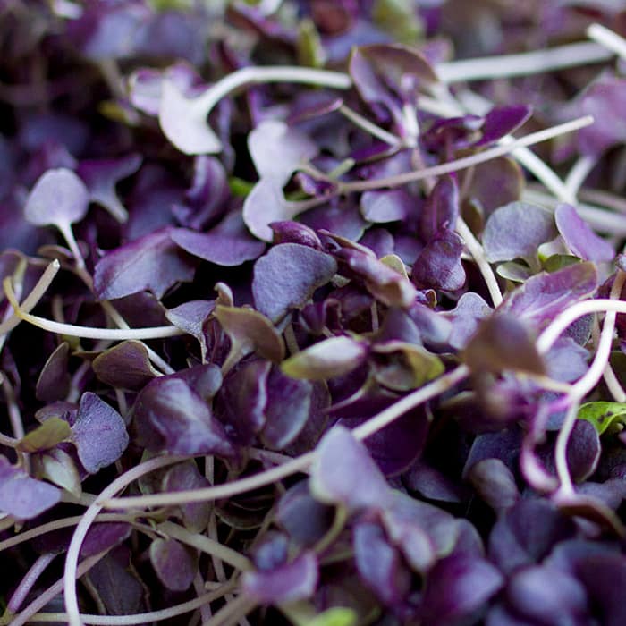 MICRO BASIL PURPLE - 15 GR