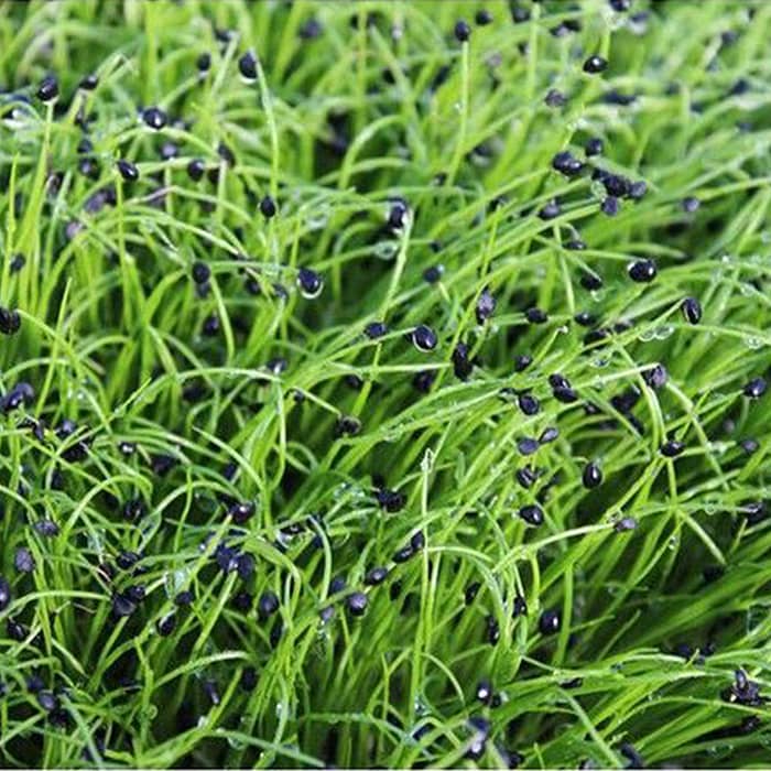MICRO GARLIC CHIVES - 15 GR