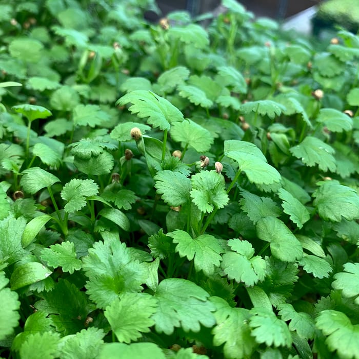 MICRO CILANTRO - 15 GR