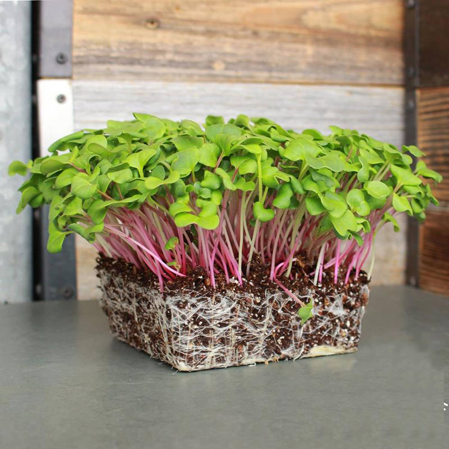 MICRO RADISH TRITON - A&S Microgreens