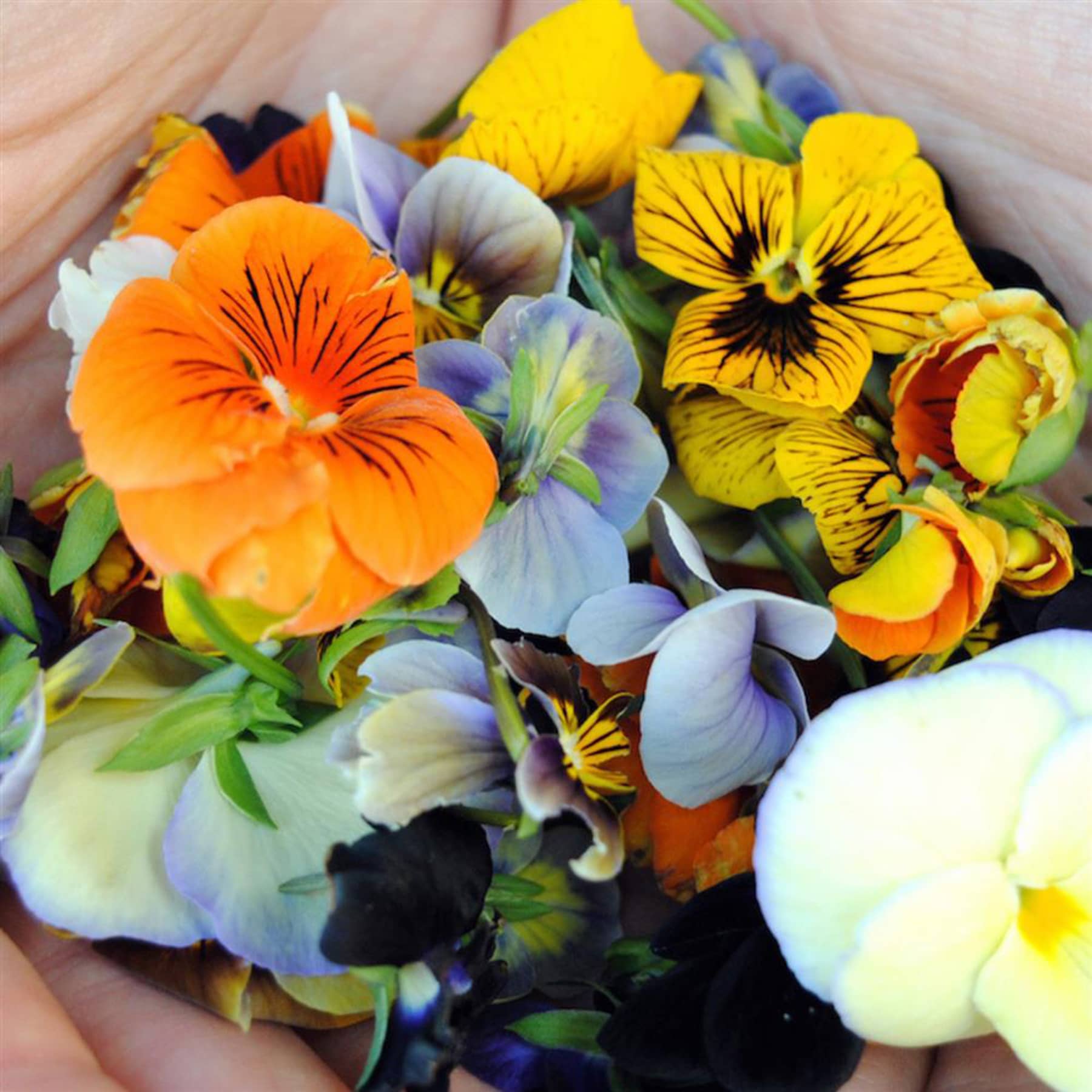 Microgreens + Edible Flowers — GRAZE